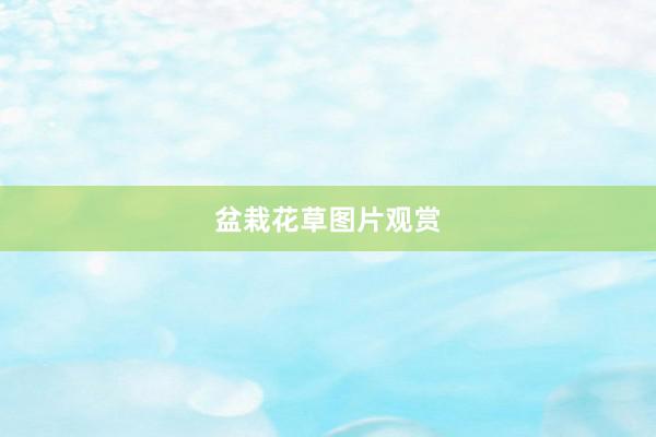 盆栽花草图片观赏